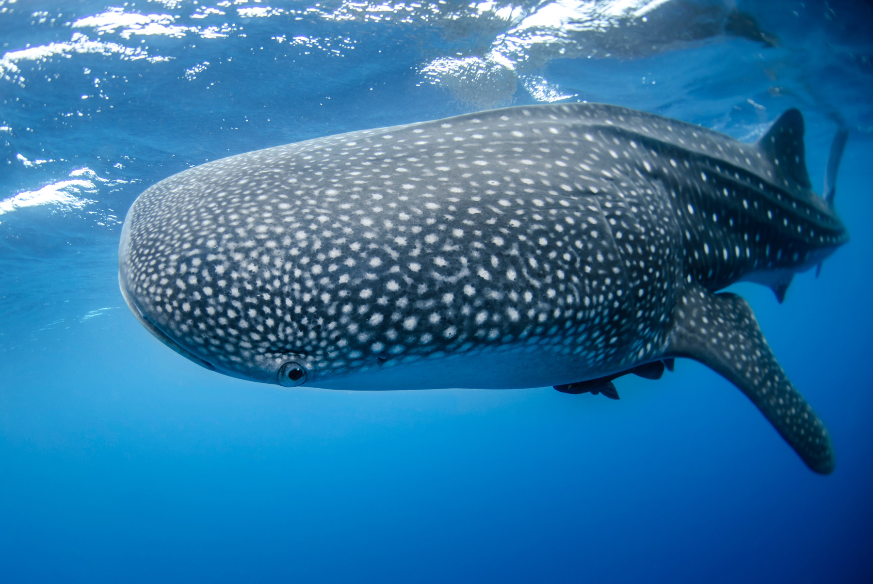 requin-baleine